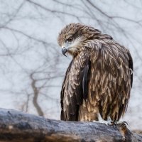 Коршун :: SanSan 