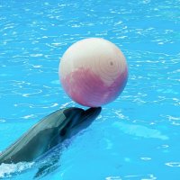 Дельфинарий в поселке Небуг :: Игорь Сикорский