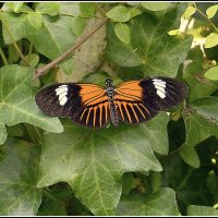 *** :: Aleksandr Gal