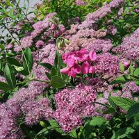 Ах, июнь ! :: Елена Шаламова Ах, июнь ! :: Елена Шаламова