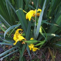 Ах, июнь ! :: Елена Шаламова Ах, июнь ! :: Елена Шаламова