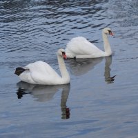 Лебеди :: Рита Симонова