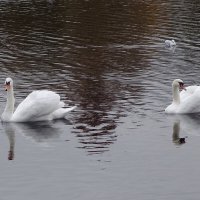 Лебеди :: Рита Симонова