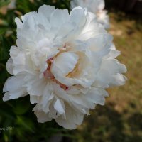 Крупный белый пион :: Александр Синдерёв Крупный белый пион :: Александр Синдерёв