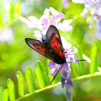 Зарисовки лета красного... :: Андрей Заломленков