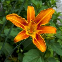 Лилейник :: Валентин Семчишин