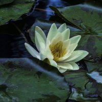 Белая  Лилия :: Валентин Семчишин