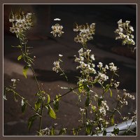 ФОТОЗАРИСОВОЧКА :: Владимир Кроливец