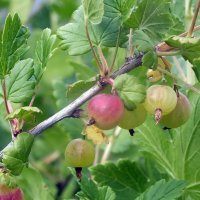 ** :: Зоя Мишина