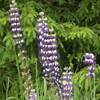 Люпины :: Freddy 97