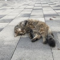 Кото-релакс :: Pippa 