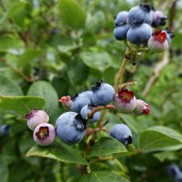 Сладкое лето... :: Галина Сладкое лето... :: Галина