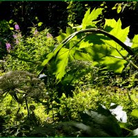 6. И снова здравствуйте! Очень приятно,- борщевик! :: Василий Палий