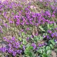 Остролодочник камчатский :: Ирэн 