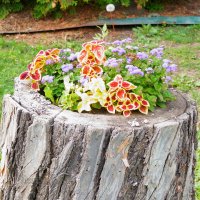 И даже пень... :: Сергей Беляев