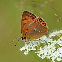 Пламенный привет от червонца пятнистого! :: Галина Кан