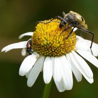 Пожиратели их сердец :: Галина Кан