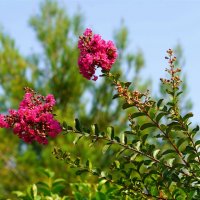 Лагерстремия индийская :: Татьяна Тюменка