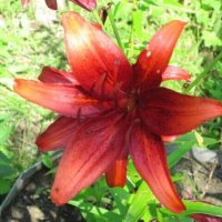 Лилия азиатская Ред Флейвор :: Дмитрий Никитин Лилия азиатская Ред Флейвор :: Дмитрий Никитин