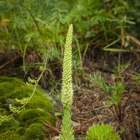 Заячья капуста :: Вадим Басов
