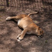 Калининград. Зоопарк :: Андрей 