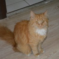 Рыжая "девочка" из Домодедово :: Александр Буянов