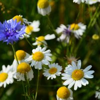 Летние цветы. :: Михаил Колосов 
