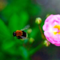 Горячая пора :: Тамара Вебер