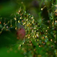 Лён :: Наталья Лакомова