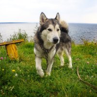 Ярик. :: leff Postnov