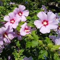 Ростовское лето :: Нина Бутко Ростовское лето :: Нина Бутко