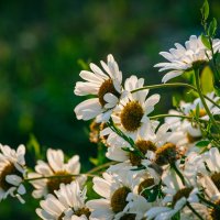 Нежность. Утро. :: Вячеслав Владимирович