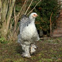 *** :: Elena Wymann *** :: Elena Wymann