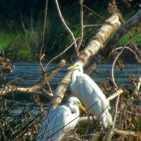 большие белые цапли :: gawrilа - dan