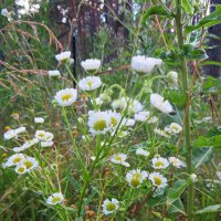 природа :: марта Камушкина