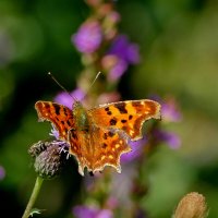 из снятого 1 августа 24 :: Александр Прокудин