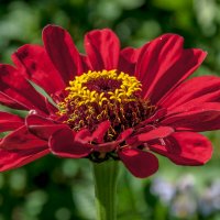 Цветочное лето :: Aquarius - Сергей