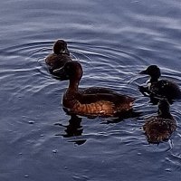 Утята чернети :: Сапсан 