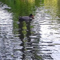 Лысухи :: Сапсан 