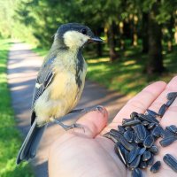Синица :: Сапсан 