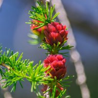 Лиственница :: Виктор Иванович Чернюк