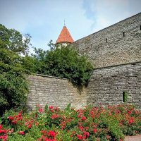 У стен Старого Таллина :: Veera V