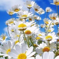 ЛЕТОМ  25-го года  21-го века... :: Валерий Кокорев