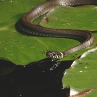 *** :: Елена Kазак (selena1965)