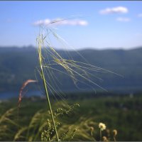 Август :: Алексей Хвастунов