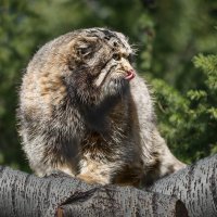 Манул :: SanSan 