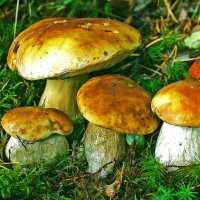 Июль...Семейство белых грибов! :: Владимир 