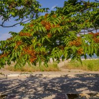 Скоро осень :: Анатолий Чикчирный Скоро осень :: Анатолий Чикчирный