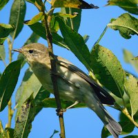 Пеночка :: Лина Пеночка :: Лина