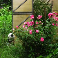 Розовая роза :: Людмила Смородинская